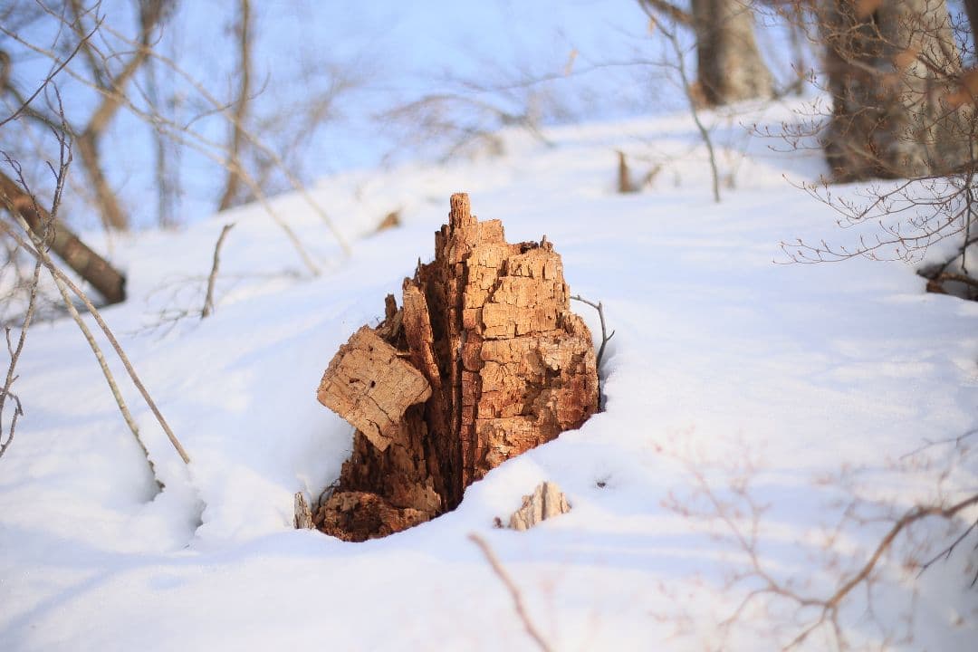 《希少》EBC FUJINON 50mm F1.4 前期型 光学美品【黄変除去】