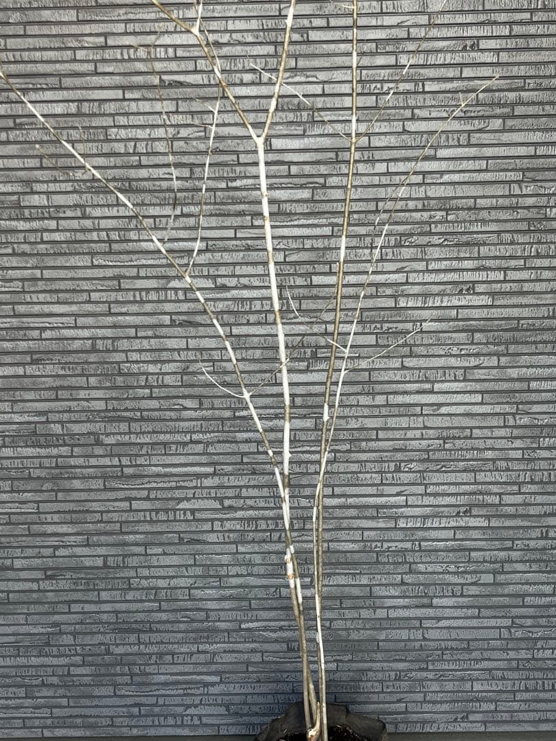 山採り天然 アオダモ 4本株立ち 美斑紋1 - メルカリ