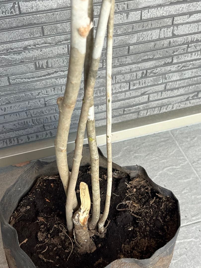 山採り天然 アオダモ 4本株立ち 美斑紋1 - メルカリ