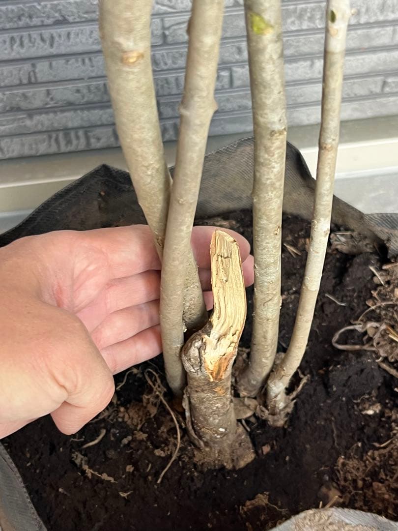 山採り天然 アオダモ 4本株立ち 美斑紋1 - メルカリ