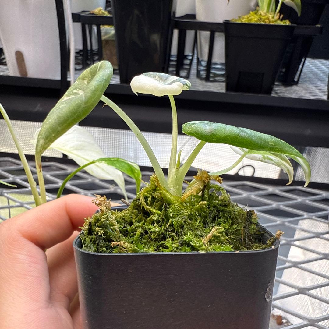 e*c様 格安 アロカシア マハラニアルボ - メルカリ