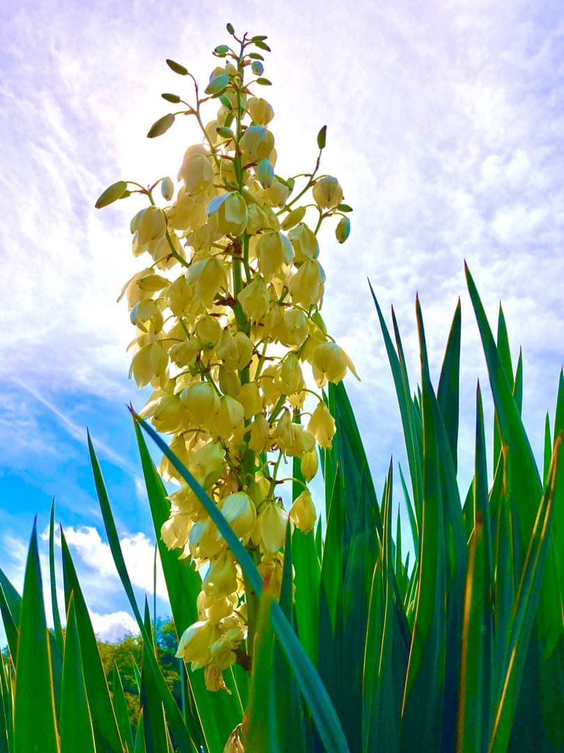 幸運木【森で完全野生化 ユッカ グロリオサ/アツバキミガヨラン