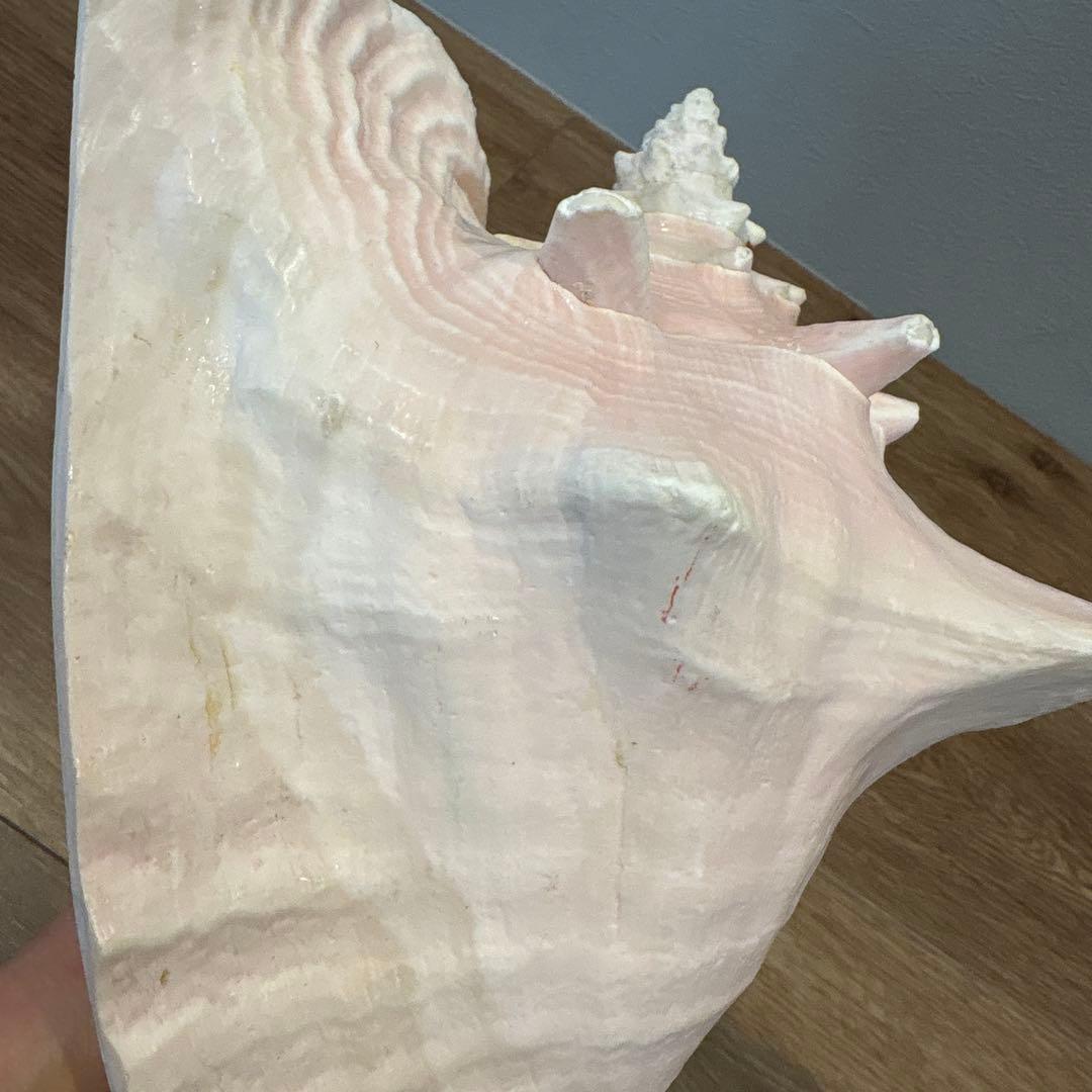 ピンク法螺貝 ピンクコンクシェル 【公式通販】 コンク貝 ピンク貝