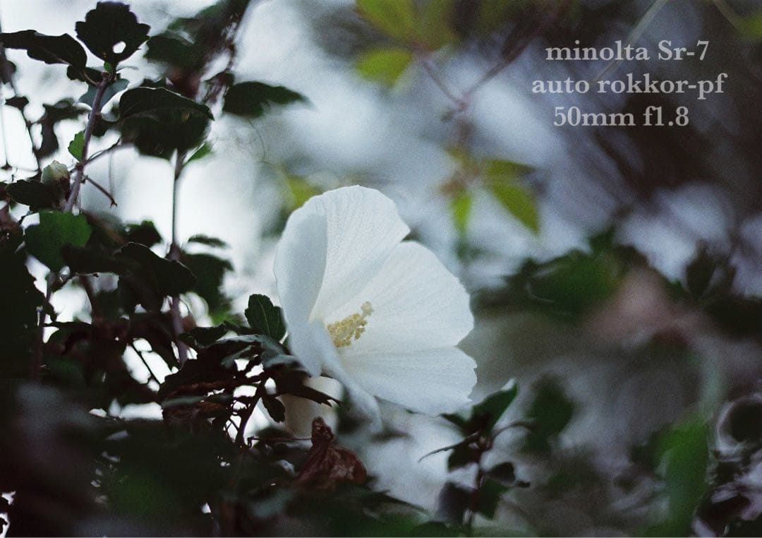 ☆希少美品☆minolta sr-7/緑のロッコールf1.8☆完動品＊初期保証付